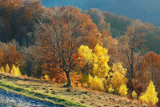 Strada rurale in montagna nebbiosa autunno e alberi colorati sul pendio.