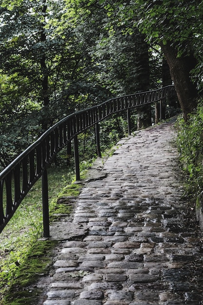 Strada solitaria tra alberi ed erba nel parco