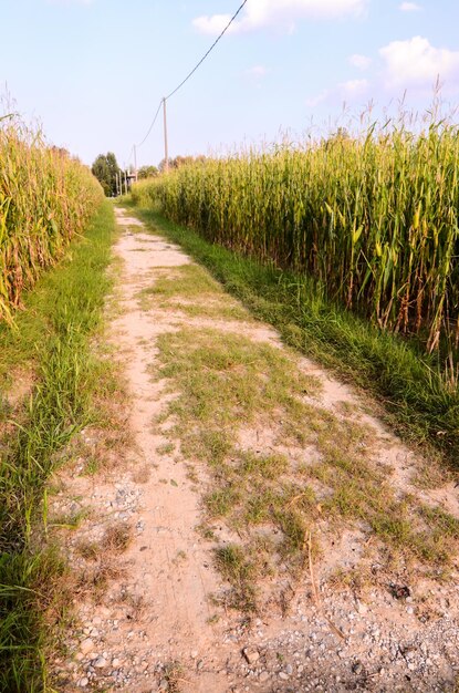 Strada sporca di campagna che attraversa i campi nel nord Italia