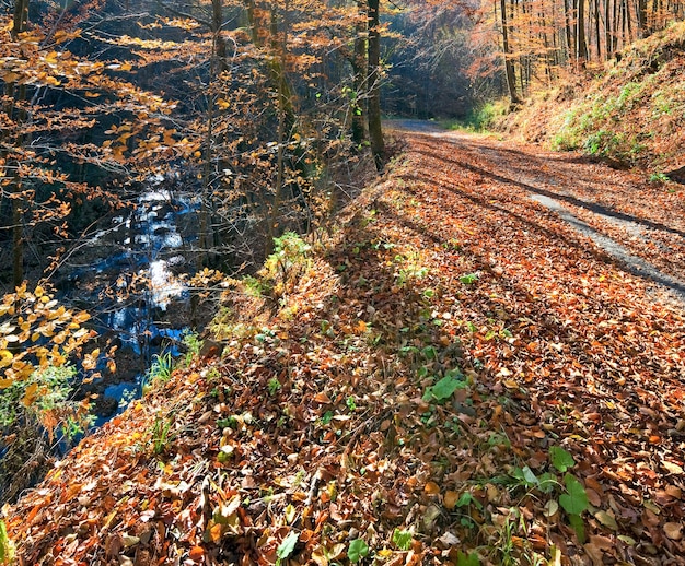 Strada sporca di montagna autunnale e bella foresta di faggi di ottobre (Carpazi, Ucraina).