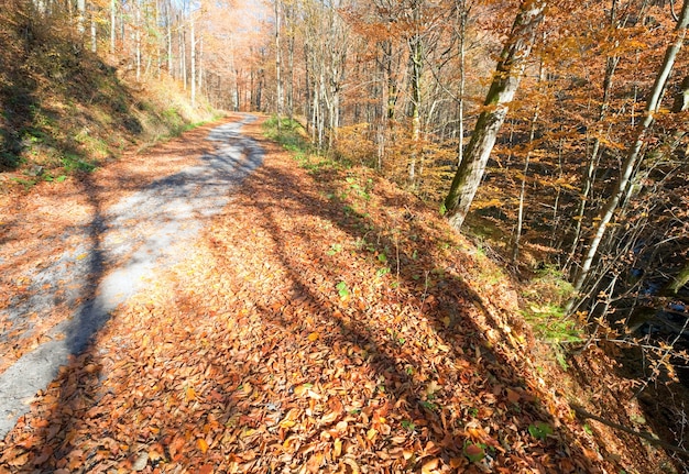 Strada sporca di montagna autunnale e bella foresta di faggi di ottobre (Carpazi, Ucraina).