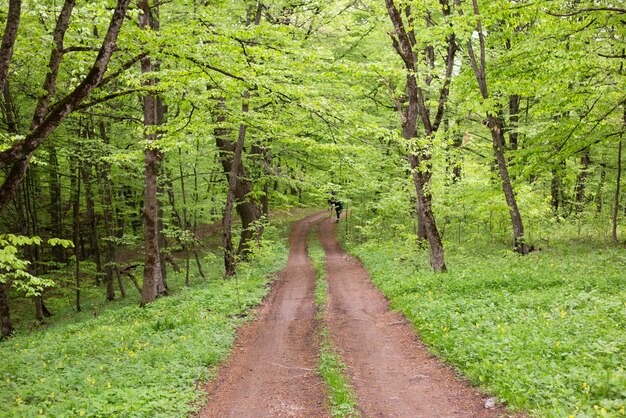 strada sporca nella primavera della foresta