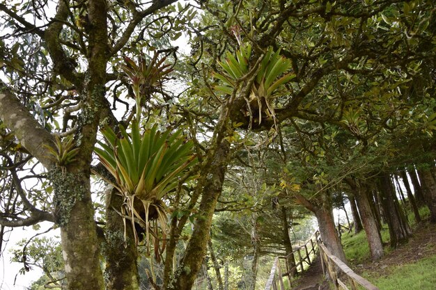 Strada sterrata attraverso la foresta con ringhiere in legno Laguna Cuicocha laguna all'interno del cratere del vulcano Cotacachi