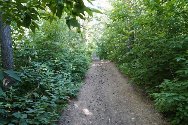 Strada sterrata attraverso la foresta estiva sulla costa del fiume Volga Ulyanovsk