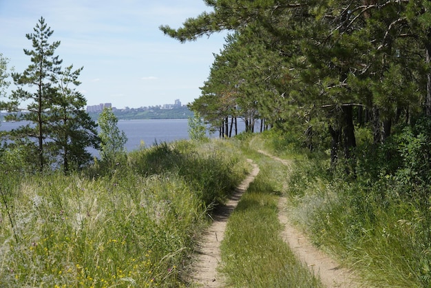 Strada sterrata attraverso la foresta estiva sulla costa del fiume Volga Ulyanovsk