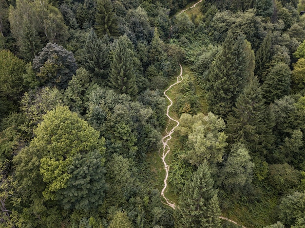Strada sterrata attraverso montagne e foreste catturate dall'alto