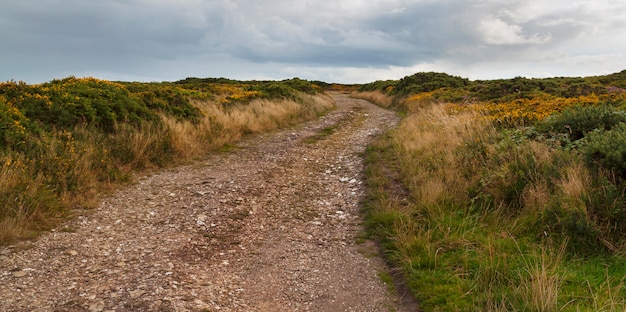 Strada sterrata bordata di cespugli