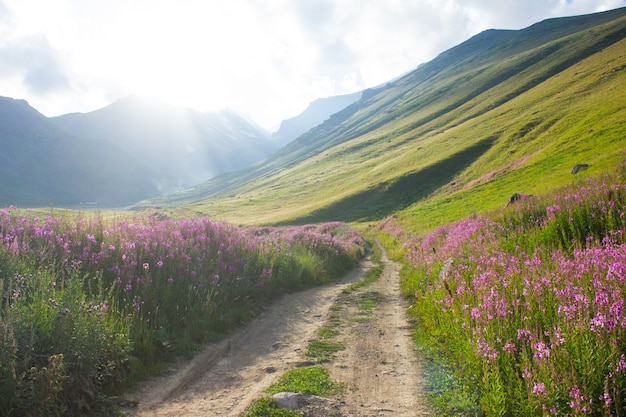 Strada sterrata che porta alla montagna attraverso i fiori