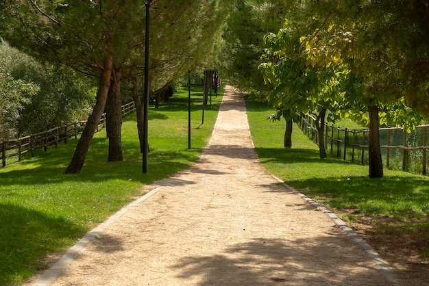 Strada sterrata circondata da alberi