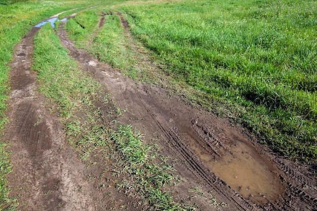 Strada sterrata con diverse piante che crescono sul lato della strada