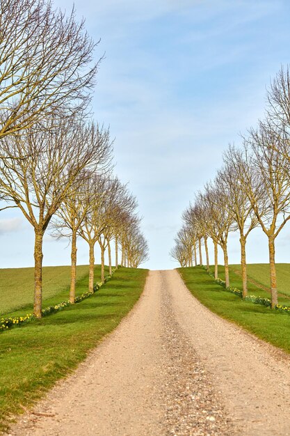 Strada sterrata di campagna fiancheggiata da alberi di pioppo tremulo europeo che conduce a campi agricoli o pascoli di fattoria remota Vista panoramica di un tranquillo scenario verde lussureggiante di prati agricoli cielo blu e spazio di copia