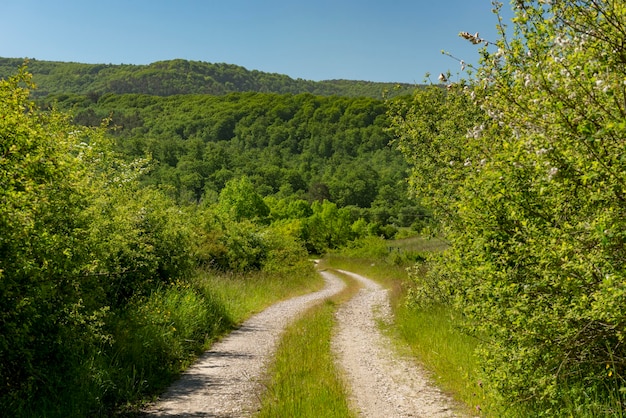 Strada sterrata diritta senza veicoli attraverso una foresta Valle dell'Erro Roncisvalle Navarra Spagna