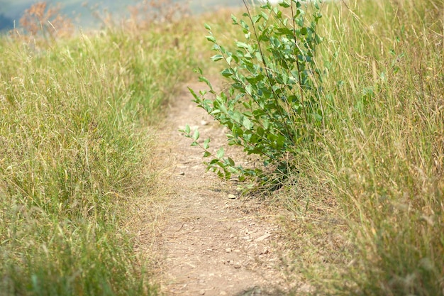 Strada sterrata erbosa