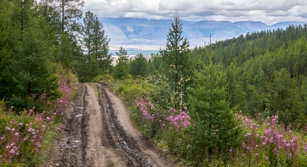 Strada sterrata forestale in montagna