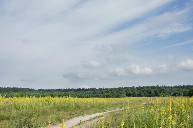Strada sterrata in campo giallo e cielo blu con nuvole bianche Campagna scena rurale bella strada di campo