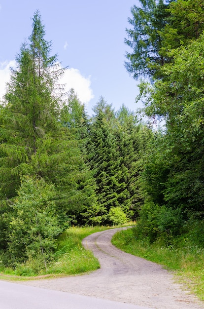 Strada sterrata in un bosco di conifere in una soleggiata giornata estiva