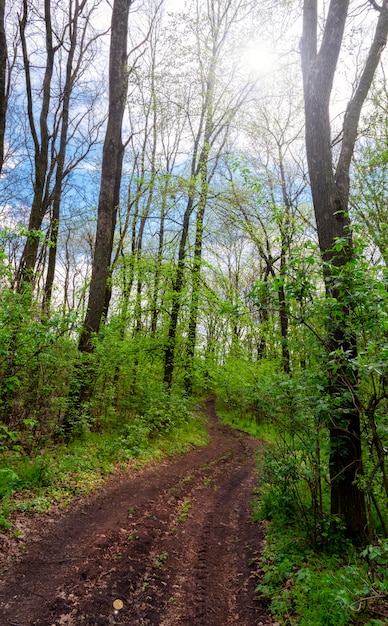 Strada sterrata in una campagna forestale estiva