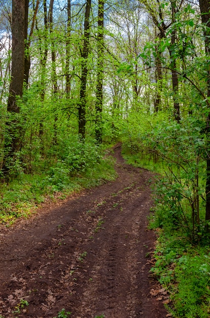 Strada sterrata in una campagna forestale estiva