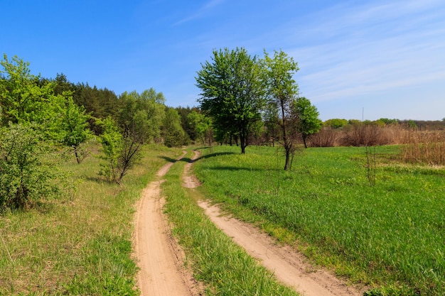 Strada sterrata in una foresta verde in primavera