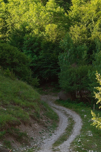 Strada sterrata nel bosco di montagna