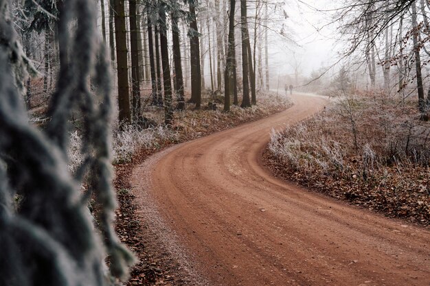 Strada sterrata nel bosco