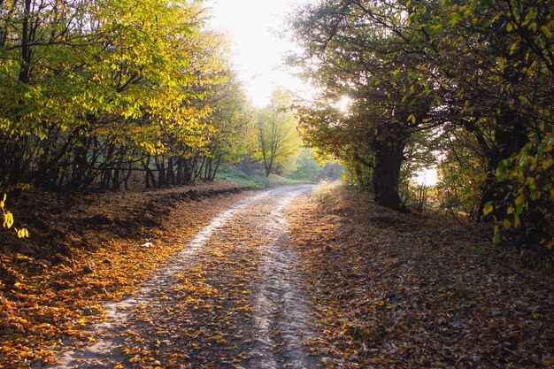 Strada sterrata nel bosco