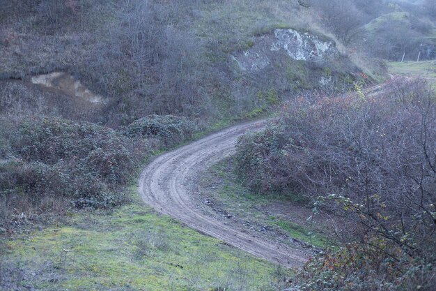 Strada sterrata nel bosco