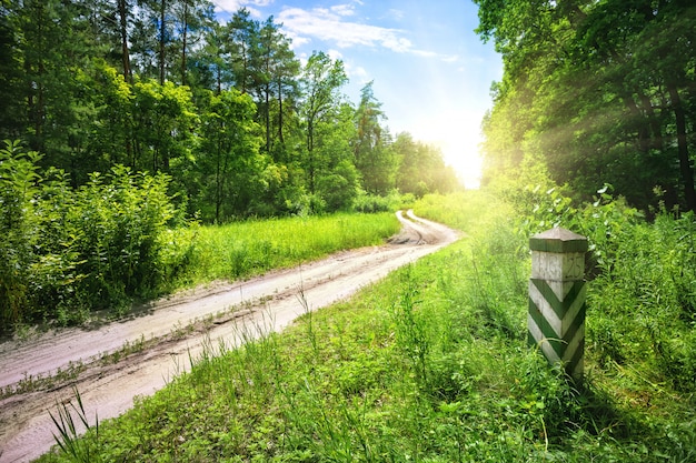 Strada sterrata nella foresta