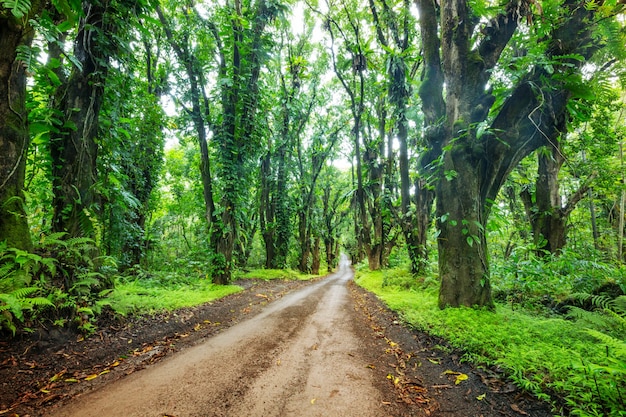 Strada sterrata nella giungla remota a Big Island, Hawaii