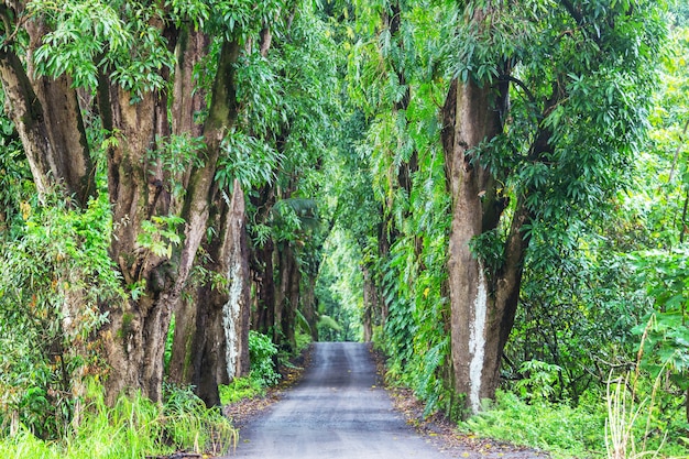 Strada sterrata nella giungla remota a Big Island, Hawaii