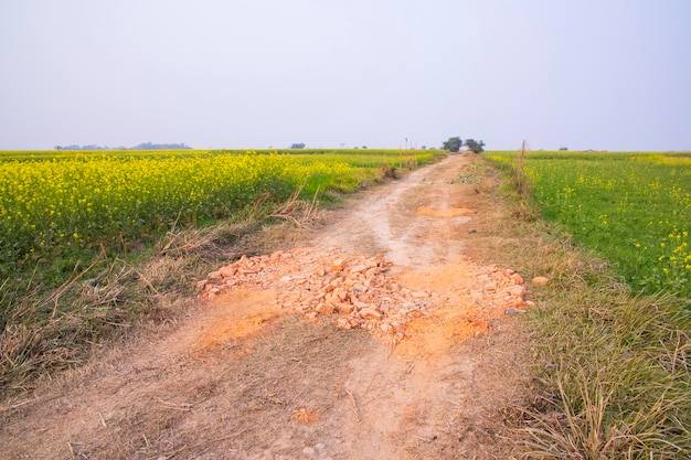 Strada sterrata rurale attraverso il campo di colza con lo sfondo del cielo blu