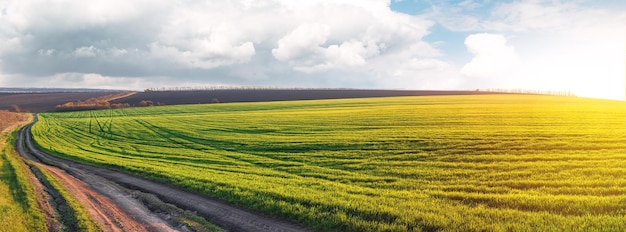 Strada sterrata su un grande campo di grano verde Belle nuvole su terreni agricoli