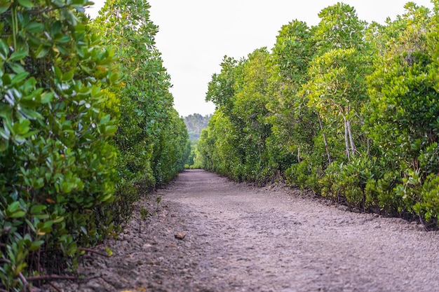 Strada sterrata tra le mangrovie in una limpida giornata di sole sull'isola di Zanzibar Tanzania Africa