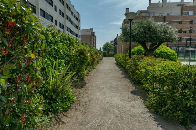 Strada sterrata tra siepi fiori ulivi lampioni e piante