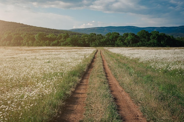 Strada sterrata tra un campo di margherite in una pittoresca vallata