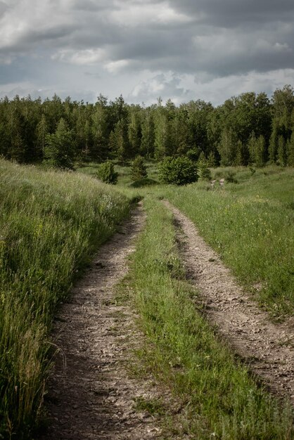 Strada sterrata verso la foresta Paesaggio estivo