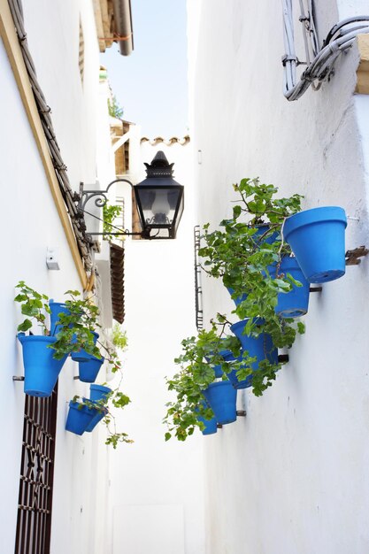 Strada stretta con fiori a Cordoba