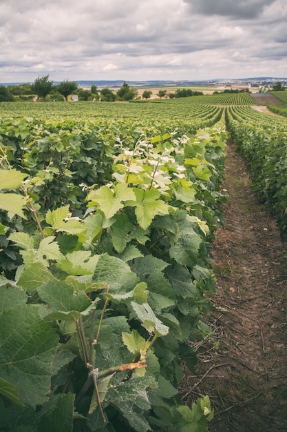 Strada sul paesaggio dei vigneti, Montagne de Reims, Francia