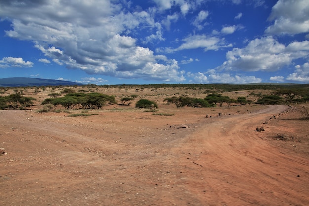 Strada sulla savana in Kenia e Tanzania, Africa