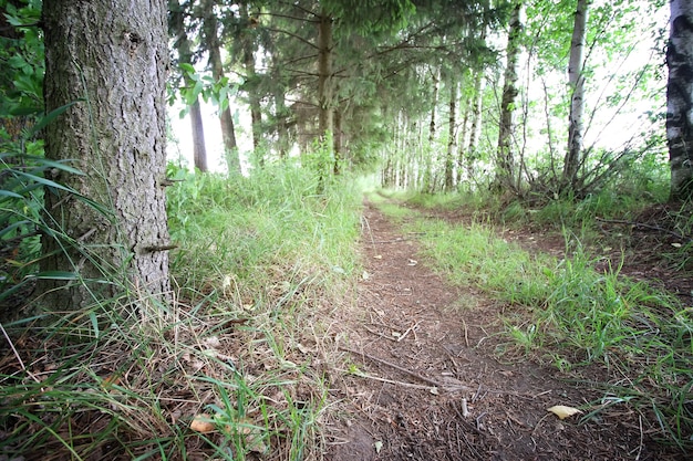 strada terra foresta albero