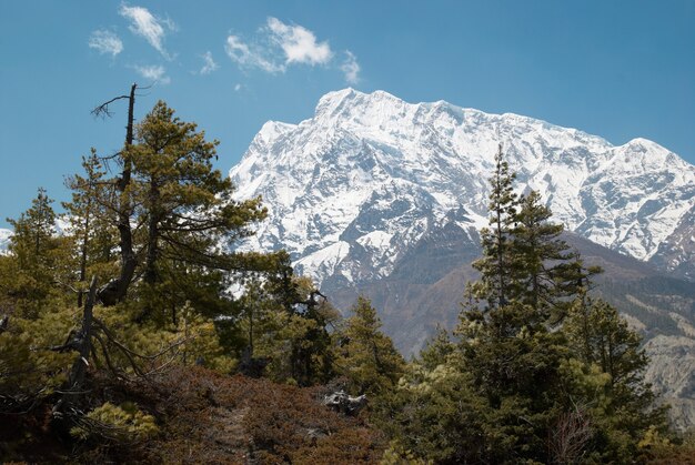 Strada tibetana con abeti in montagna himalayana e cielo blu.