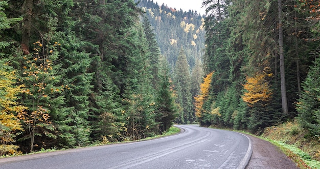 Strada tortuosa in zona montuosa in un bosco di conifere