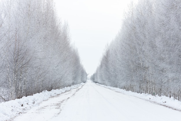 strada tra alberi di betulla