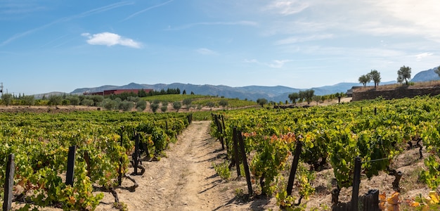 Strada tra campi coltivati a vigneto