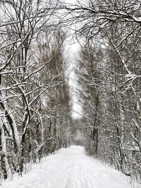 Strada tra filari di alberi nella foresta invernale