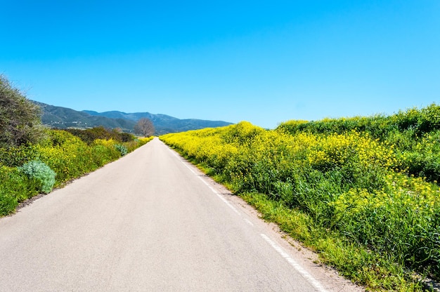 Strada tra fiori gialli