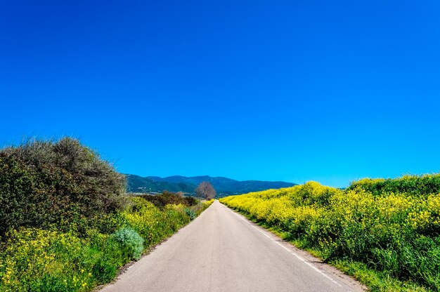 Strada tra fiori gialli