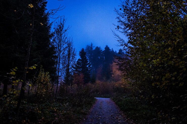 Foto strada tra gli alberi della foresta durante l'autunno