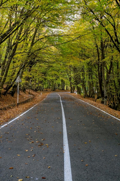 Strada tra gli alberi della foresta durante l'autunno