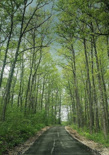 Strada tra gli alberi della foresta durante l'autunno